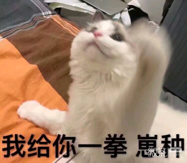 失宠了微信恶搞傻屌斗图表情包