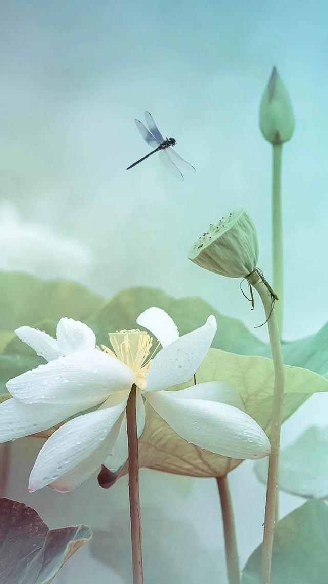 最新好看高清手机壁纸