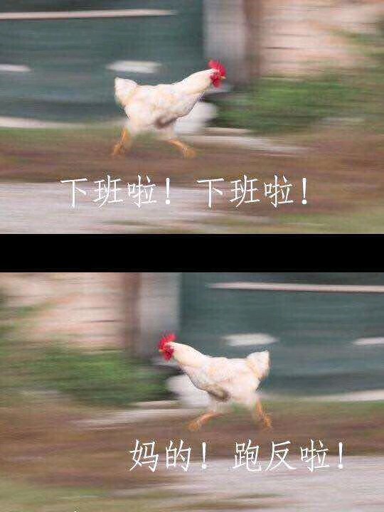 给个机会微信恶搞傻屌斗图表情包