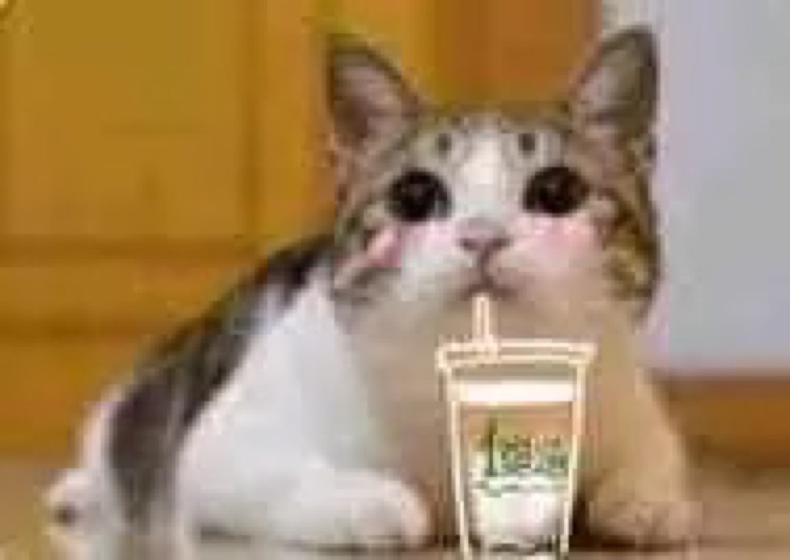 微信搞怪可爱宠物斗图表情包