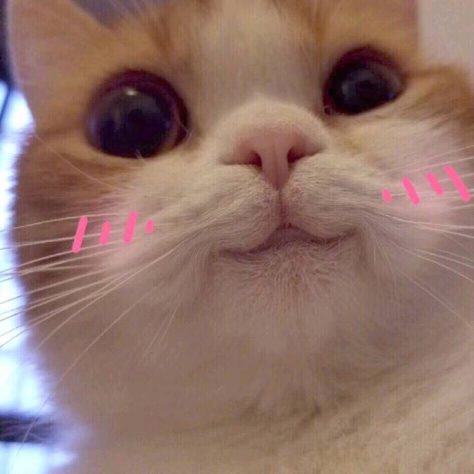 微信搞怪可爱宠物斗图表情包