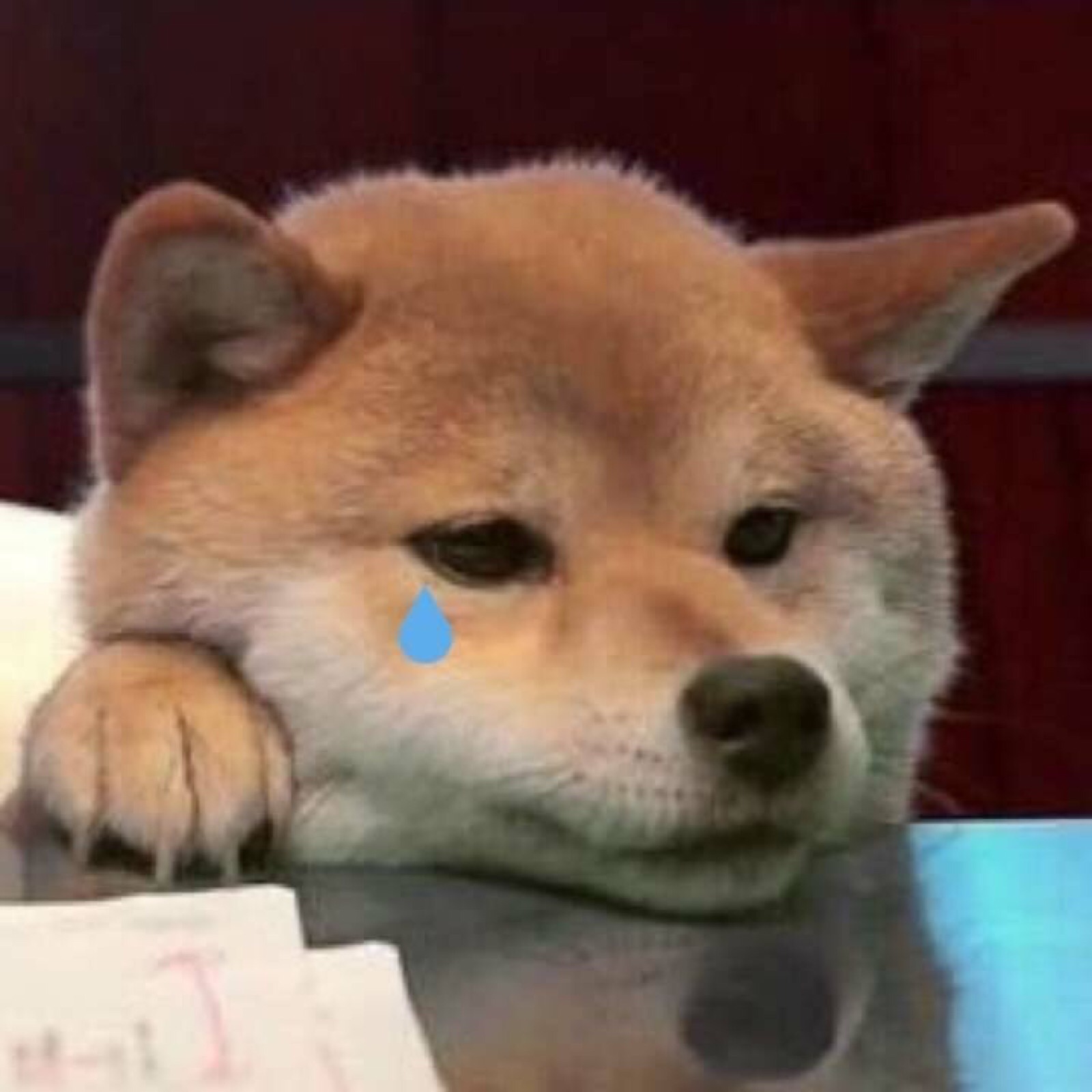 微信搞怪可爱宠物斗图表情包