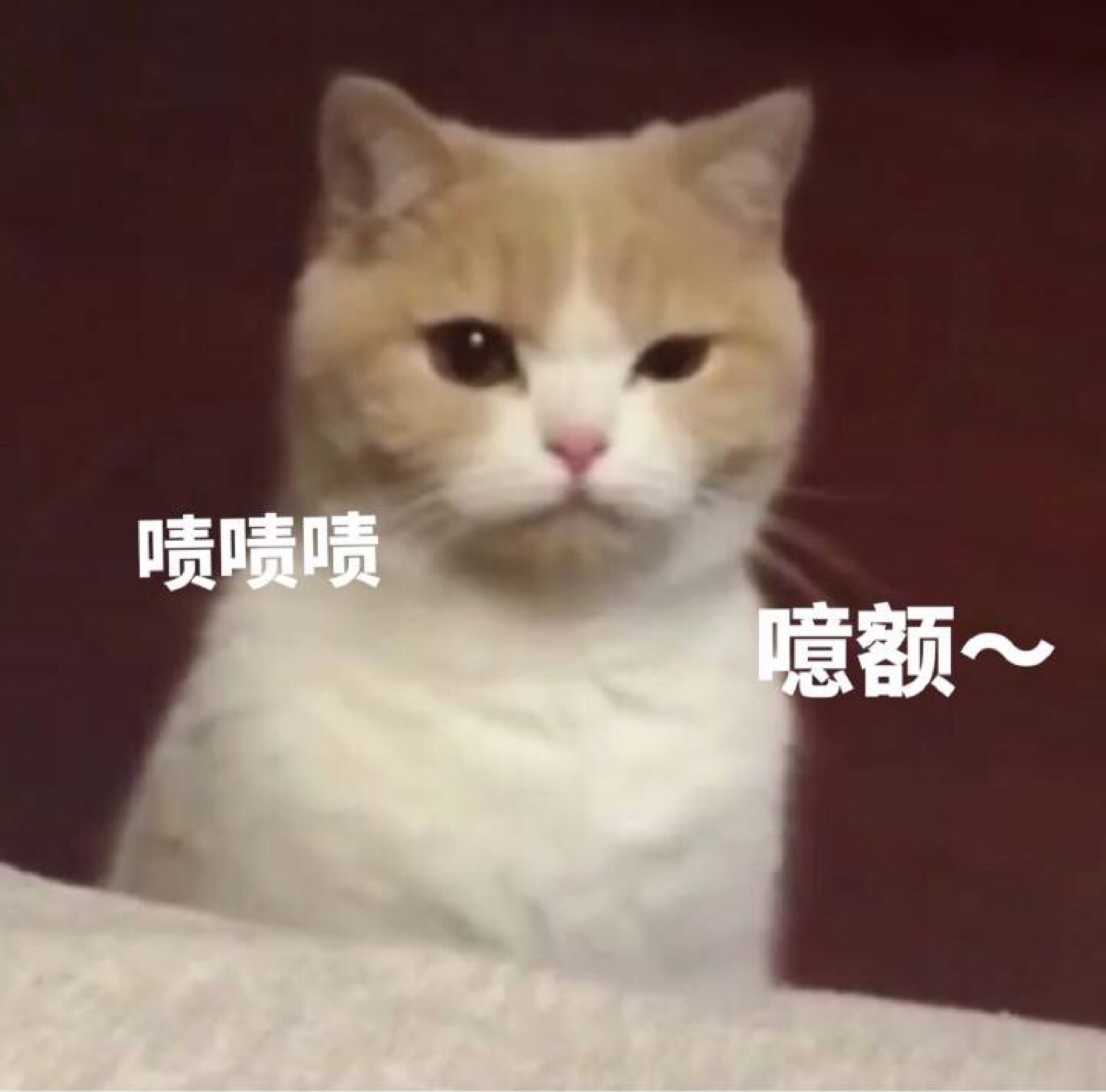 微信搞怪可爱宠物斗图表情包