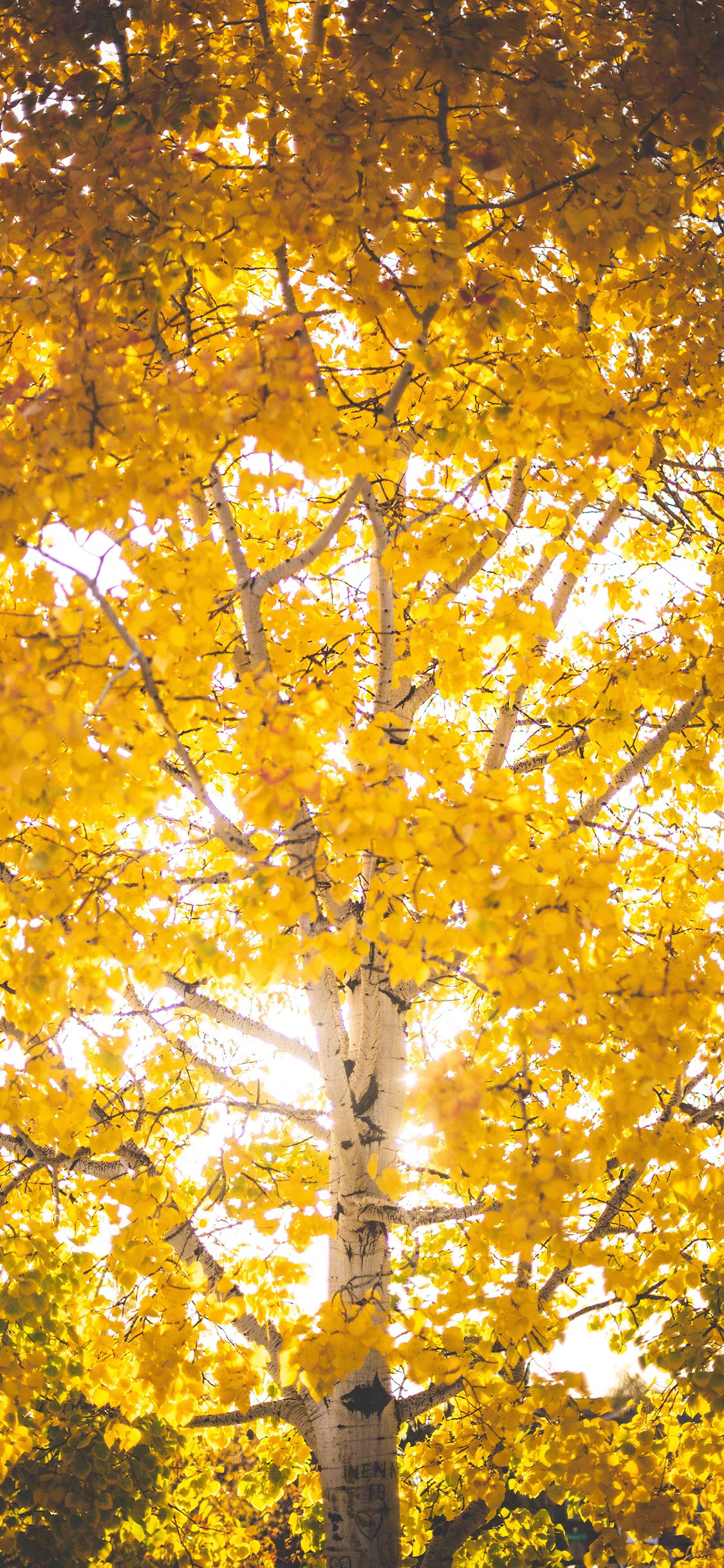 微信创意好看手机壁纸