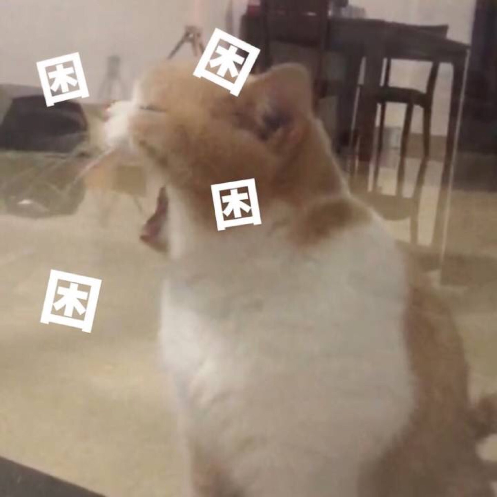 微信搞怪可爱宠物斗图表情包