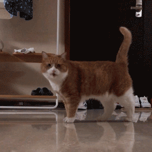 微信搞怪可爱宠物斗图表情包