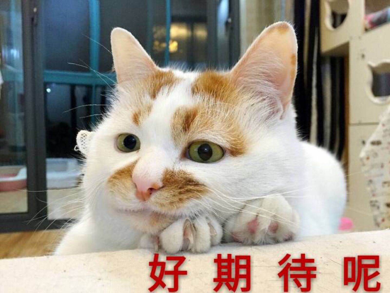 微信搞怪可爱宠物斗图表情包