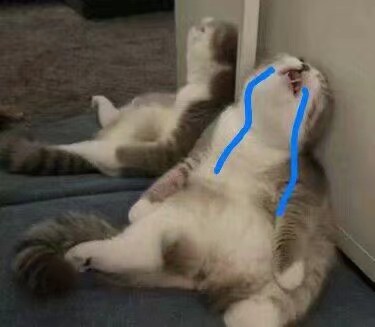 微信搞怪可爱宠物斗图表情包