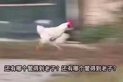 给个机会微信恶搞傻屌斗图表情包