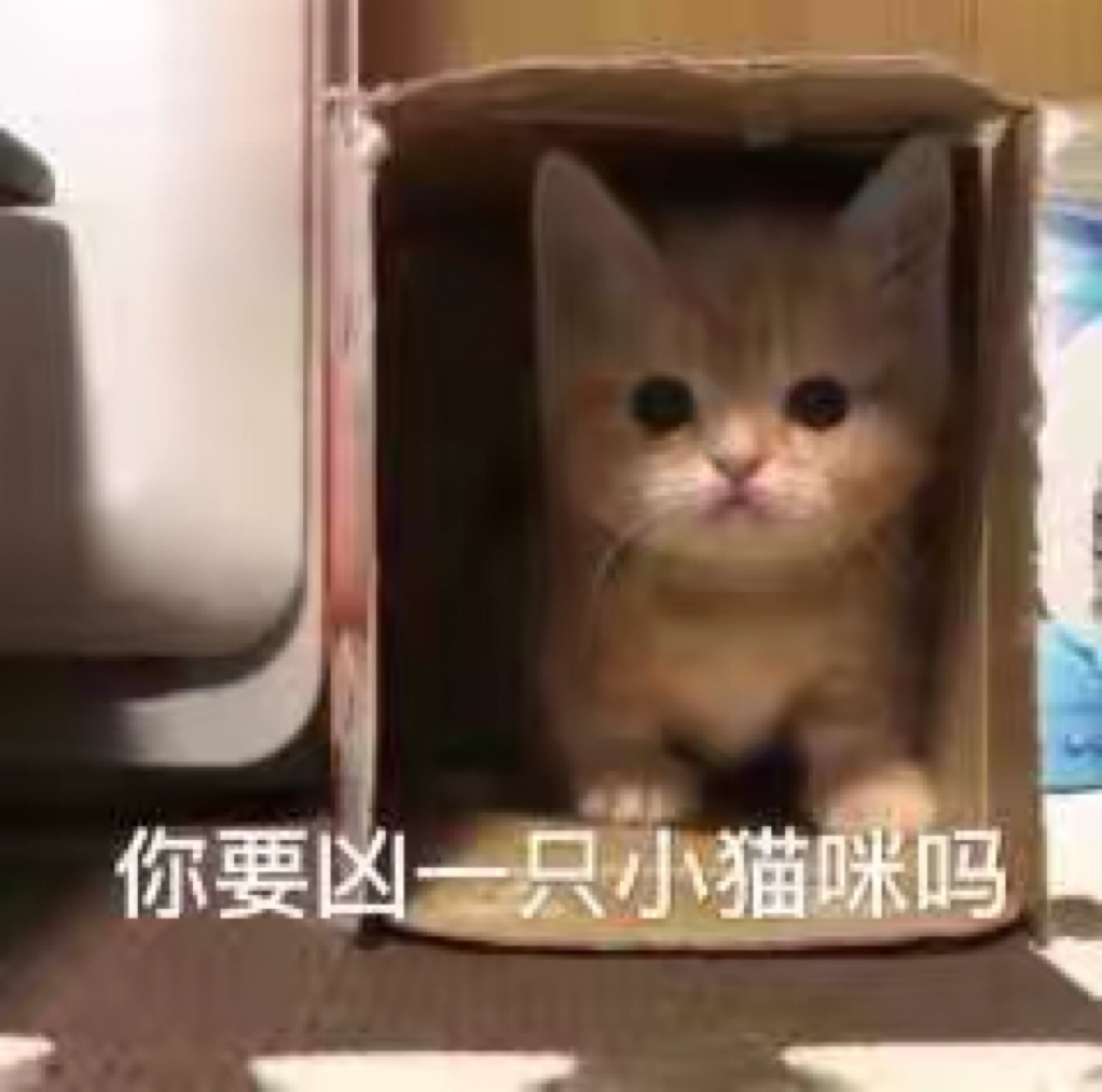 微信搞怪可爱宠物斗图表情包