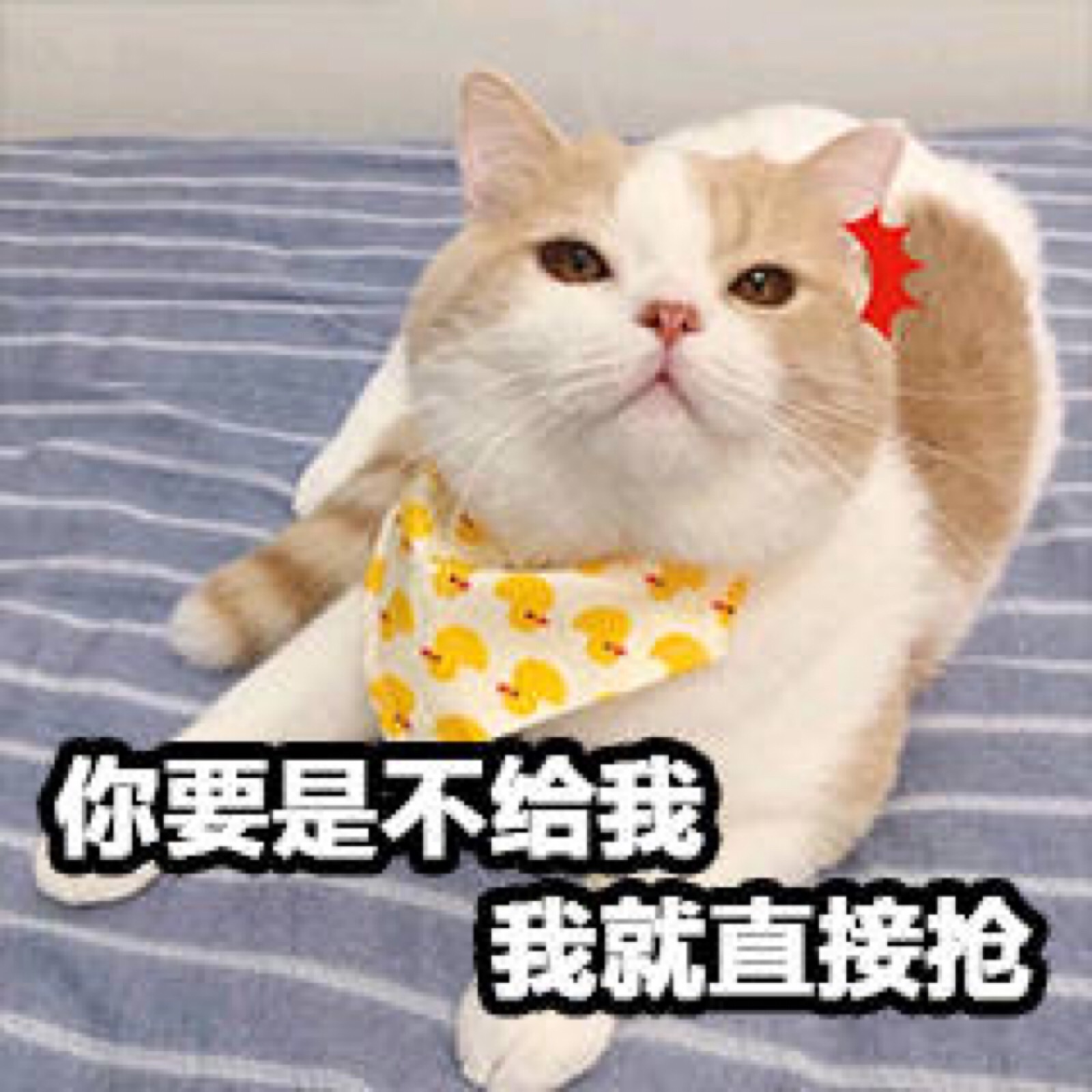 微信搞怪可爱宠物斗图表情包