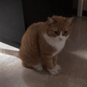 微信搞怪可爱宠物斗图表情包