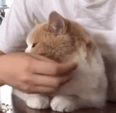 微信搞怪可爱宠物斗图表情包