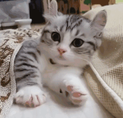 微信搞怪可爱宠物斗图表情包