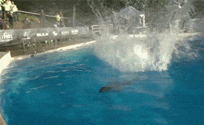 给个机会微信恶搞傻屌斗图表情包