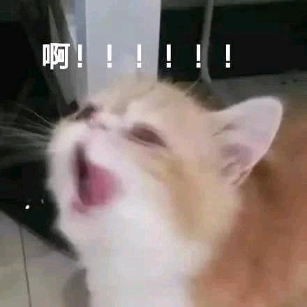 给个机会微信恶搞傻屌斗图表情包