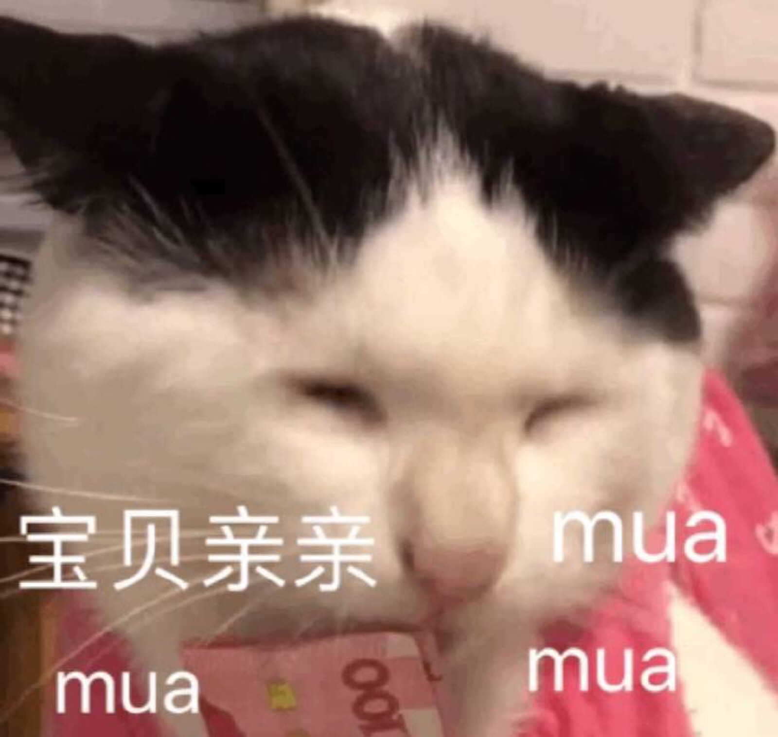 微信搞怪可爱宠物斗图表情包