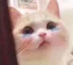 微信搞怪可爱宠物斗图表情包