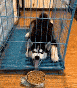 给个机会微信恶搞傻屌斗图表情包