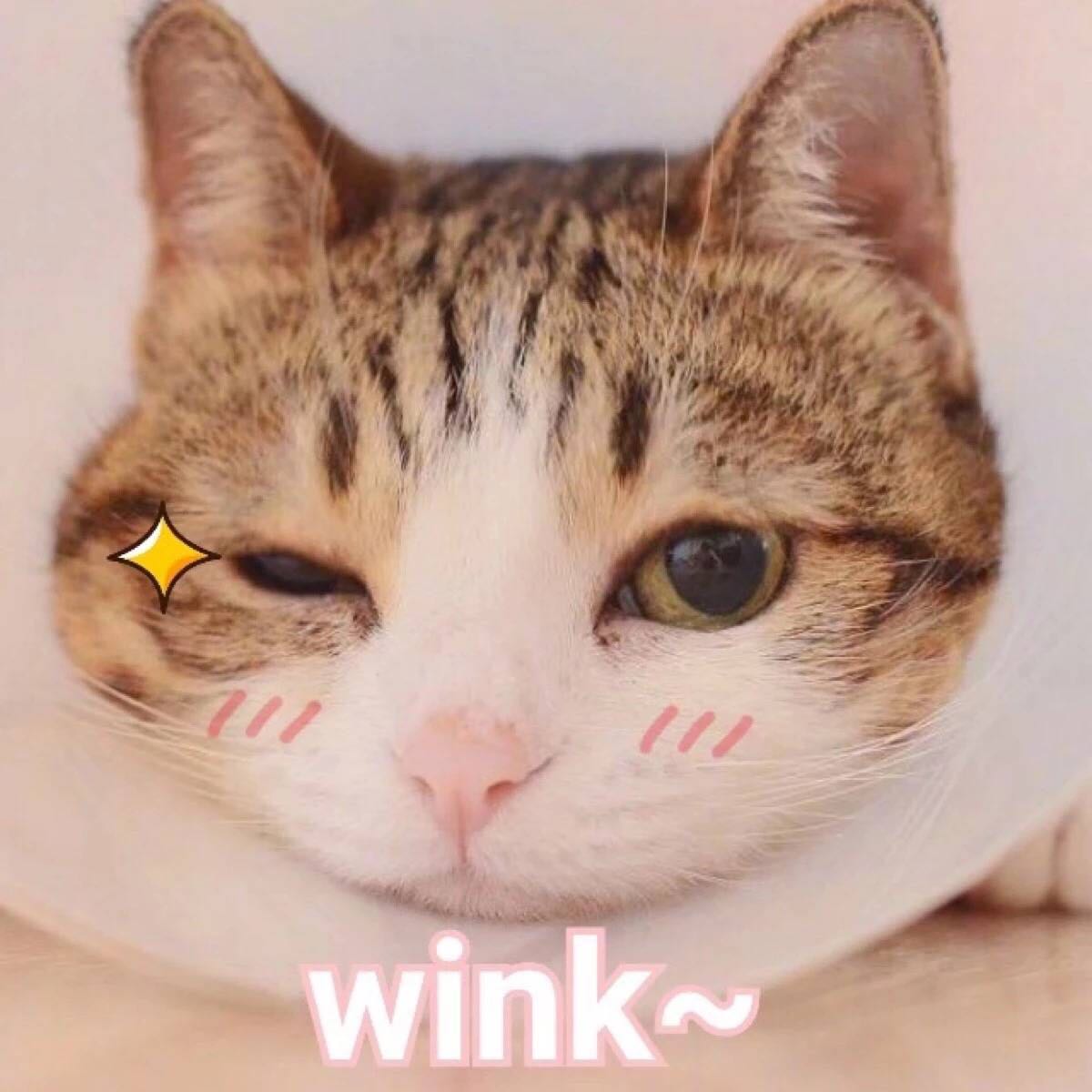 微信爆笑恶搞聊天斗图表情包