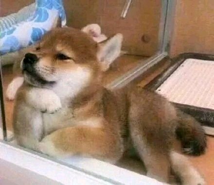 群聊调皮恶搞傻屌斗图微信表情包