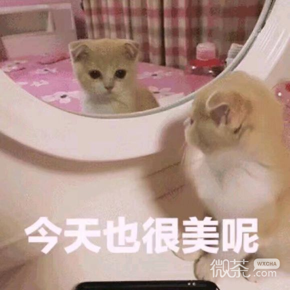 微信搞怪傻屌金馆长斗图表情包