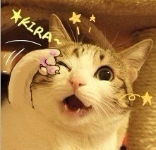 个性调侃微信恶搞傻屌斗图表情包