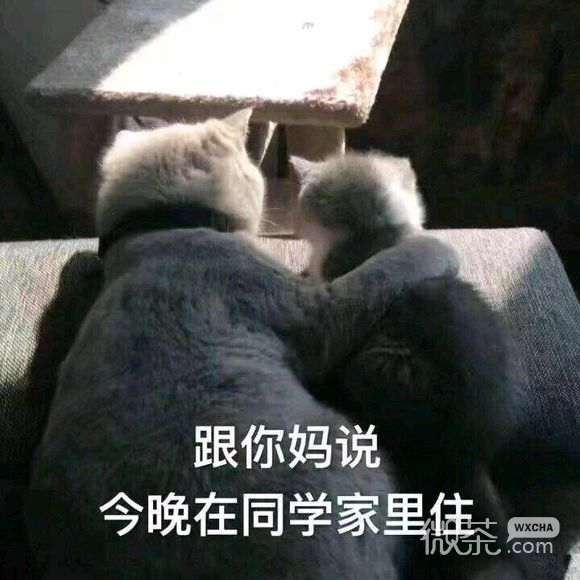 放过我微信恶搞傻屌斗图表情包