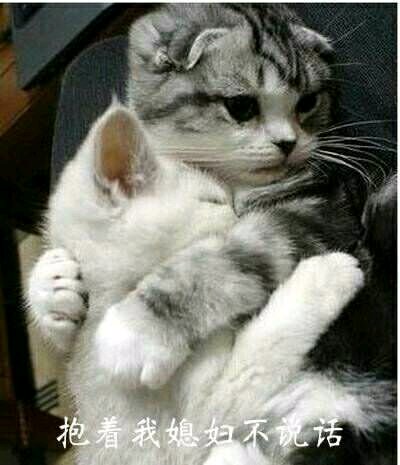 个性调侃微信恶搞傻屌斗图表情包