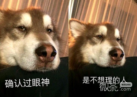 妈卖批微信恶搞傻屌斗图表情包