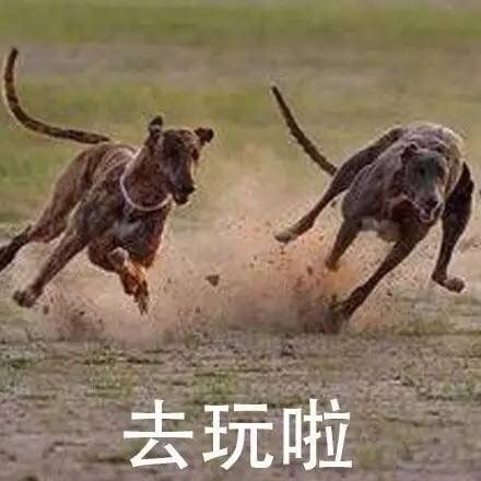 微信搞怪傻屌金馆长斗图表情包