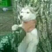 个性调侃微信恶搞傻屌斗图表情包