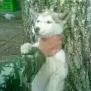 个性调侃微信恶搞傻屌斗图表情包