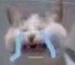 微信搞怪傻屌GIF斗图表情包