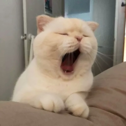 可爱好看的萌宠猫咪系列微信情侣头像下载