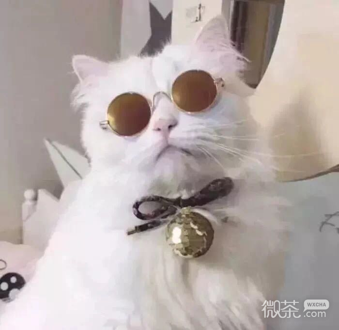 可爱好看的萌宠猫咪系列微信情侣头像下载