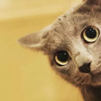 可爱好看的萌宠猫咪系列微信情侣头像下载