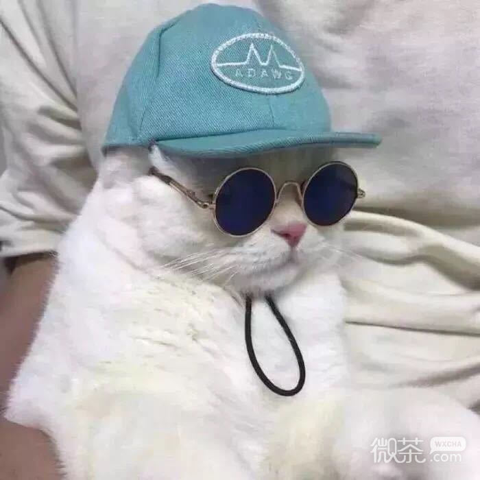 可爱好看的萌宠猫咪系列微信情侣头像下载