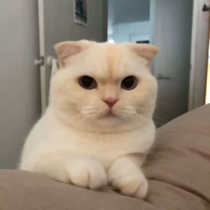 可爱好看的萌宠猫咪系列微信情侣头像下载