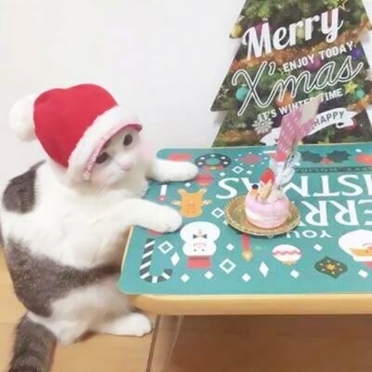 可爱好看的萌宠猫咪系列微信情侣头像下载