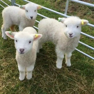 可爱软萌的微信极品萌娃头像合集下载