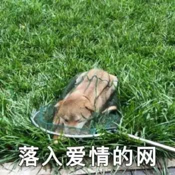 你快乐吗微信恶搞傻屌斗图表情包