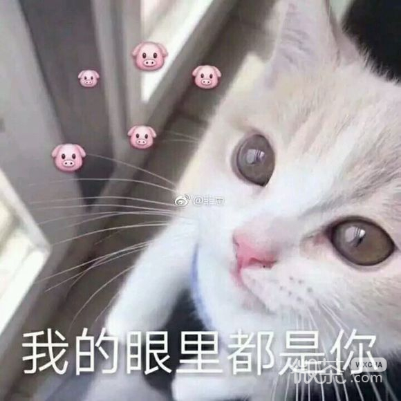 微信逗比搞怪喵星人表情包