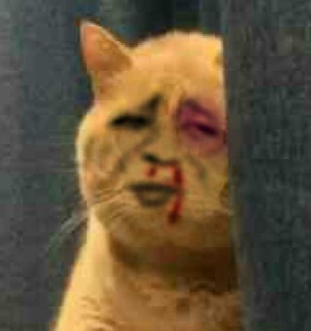 金馆长傻屌逗比微信斗图表情包