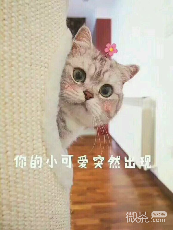 微信逗比搞怪喵星人表情包