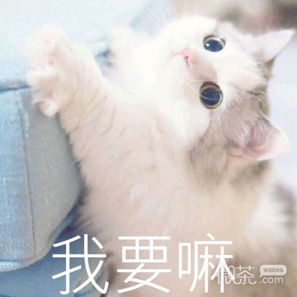 微信逗比搞怪喵星人表情包