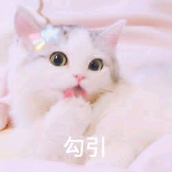 微信逗比搞怪喵星人表情包