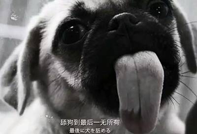 微信搞怪爆笑傻屌群聊斗图表情包