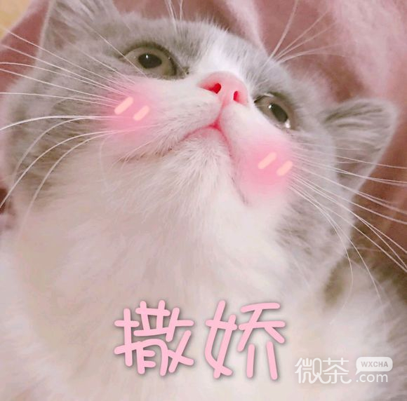 搞怪逗比斗图微信表情包