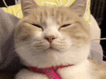 搞怪逗比斗图微信表情包